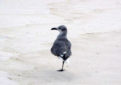 beach-gull