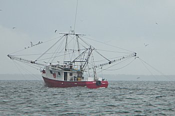 shrimpboat2010